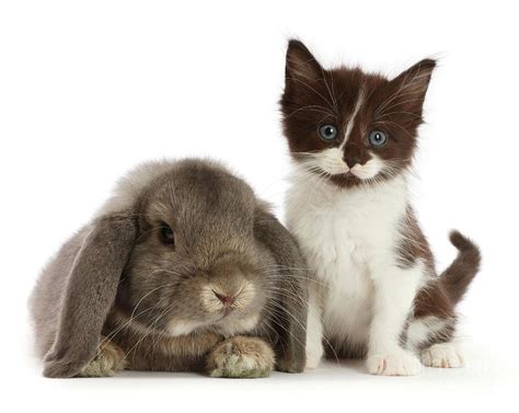 Grey Lop Bunny And Tux Kitty Photograph By Warren Photographic Pixels