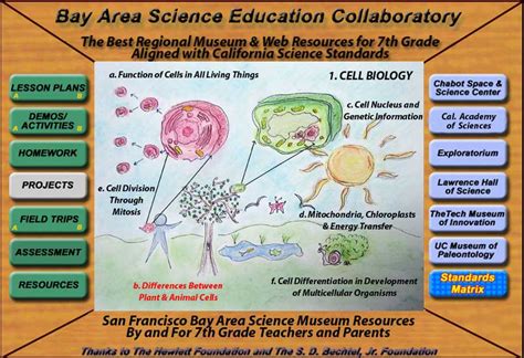 All animal and plant cells are enclosed or surrounded by a cell membrane as we learned before. Bay Area Science Museum Collaboratory - 7th Grade Cell Biology