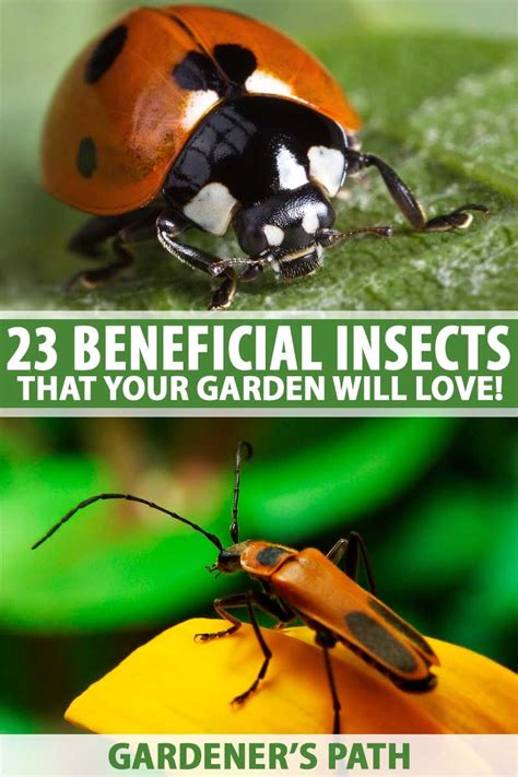 23 Beneficial Insects And Creepy Crawlies Great For Your Garden Garden Insects Gardening For