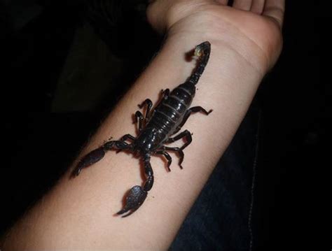 The Emperor Scorpion Pandinus Imperator Native To Rainforests And