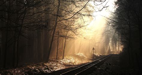 Fond Décran Lumière Du Soleil Paysage Forêt Nuit La Nature