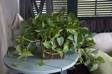 7 Plants For Your Low Light Office