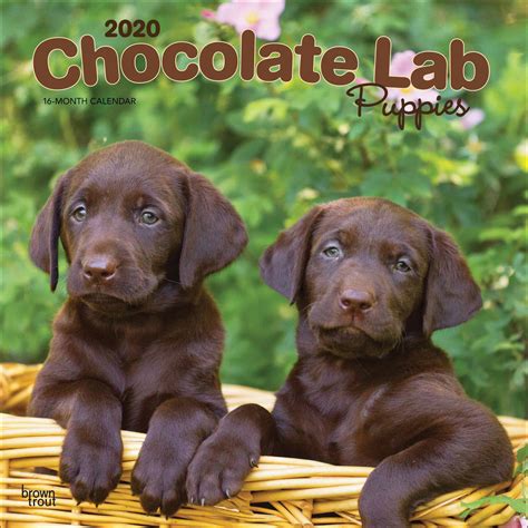 If you are unable to find your labrador retriever puppy in our puppy for sale or dog for sale sections, please consider looking thru thousands of labrador retriever dogs for adoption. Chocolate Lab Puppies Calendar 2020 at Calendar Club