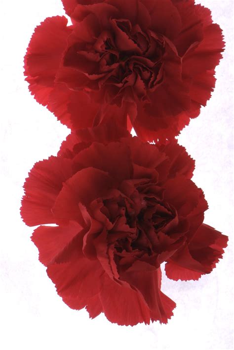 Listings of several flower types and colours with their meanings, ie: Red Carnation Dance | PLEASE REMIX ME see ReMix flower ...