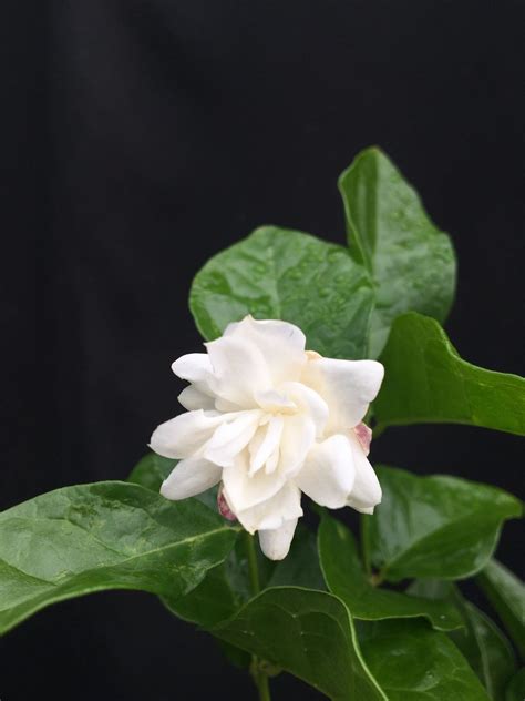 Jasminum Sambac ‘mysore Mulli Arabian Jasmine 4″ Pot Gardino Nursery