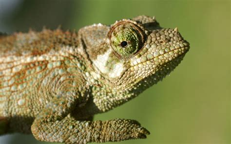 Hawaii Invasive Species Council Jacksons Chameleon