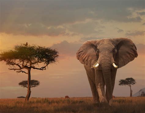 Missing Elephants Mystery Over 730000 Missing African