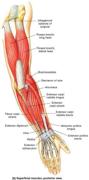 The muscles of the forearm and wrist, and shoulder muscles are also the muscles of the upper limb, but sombodey parts of the arm. Skeletal Muscle Review