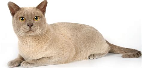 Burmese A Guide To The Playful And Athletic Cat Breed