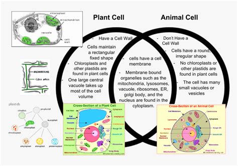 Labeled Plant And Animal Cells