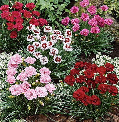 Dianthus Plants How To Grow And Propagate Dianthus