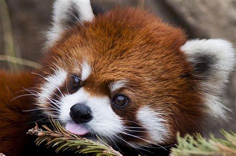 Red Panda By Matt Steffen Con Imágenes Panda Rojo Curiosidades
