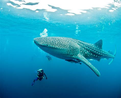 Giant Whale Shark Compared To Human