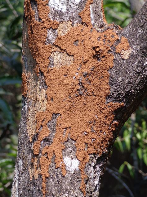 How To Treat Tree With Termites