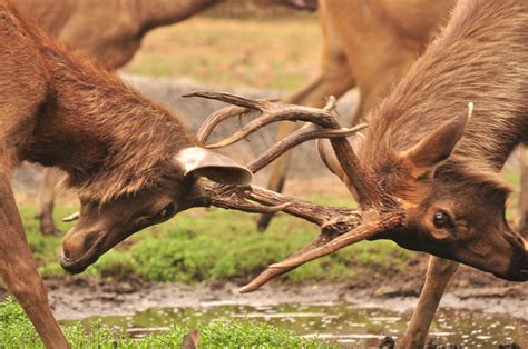 They chose to be elks because they believed them to be distinctly american animals. Elk Facts - Animal Facts Encyclopedia