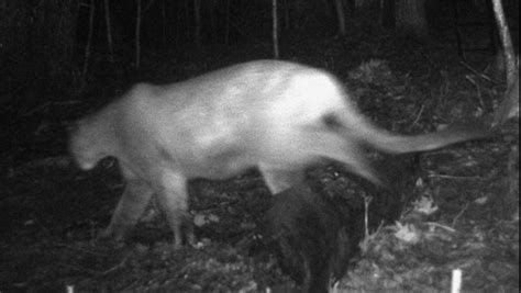 Michigan Dnr Verifies Three Upper Peninsula Cougar Photos