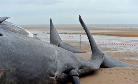 Three Beached Sperm Whales At Skegness Beach Mirror Online