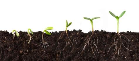 How to germinate weed seeds. Germinating Marijuana Seeds - The HempFiles
