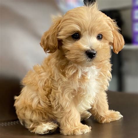 Cuddly Maltipoo Puppies Michigan Cute And Cuddly Maltipoo Puppies For