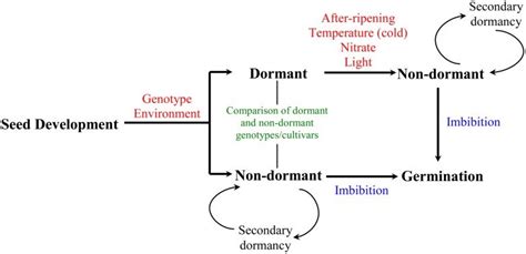 Developmental Timeline Of Dormancy Induction And Decay In Seeds