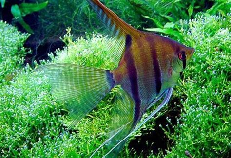 Everything You Need To Know About Freshwater Angelfish