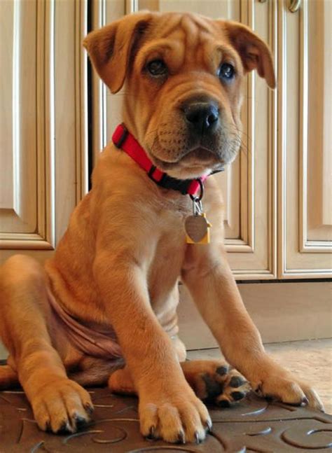 Sharpei pug mix puppy 1. 1000+ images about Mixed Breed Babies! on Pinterest | Terrier mix, Puppys and Plott hound