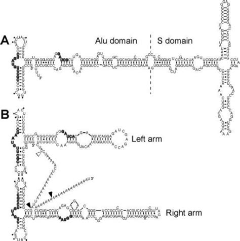 Secondary Structure Homology Between Alu Rna And The Sr Open I