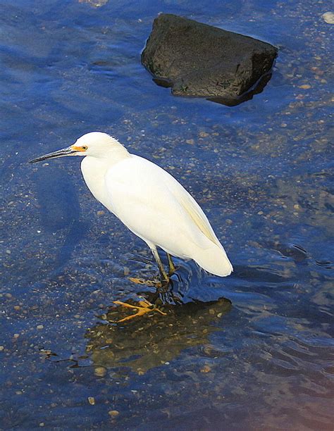 The Snowy Egret Photograph By Dora Sofia Caputo Pixels