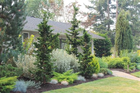 Best Evergreen Trees For Shade In A Yard Types Of Evergreen Trees