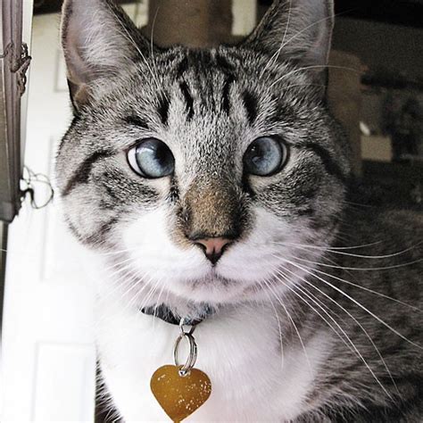 Meet Spangles Your New Favorite Cross Eyed Cat Funny
