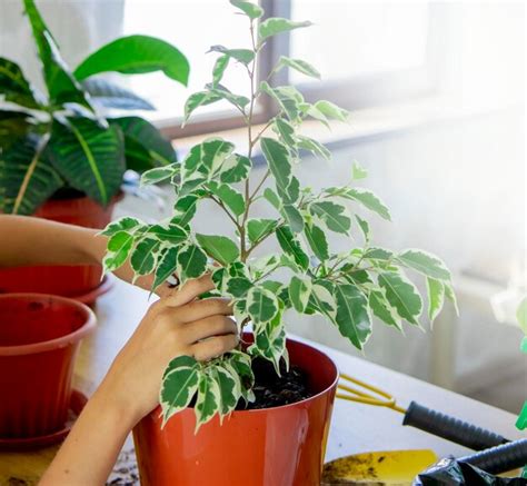Premium Photo A Girl Plants A Plant