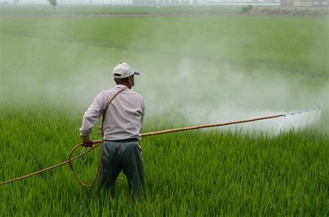Pesticide Exposure Linked To Increased Risk Of Als Neuroscience News