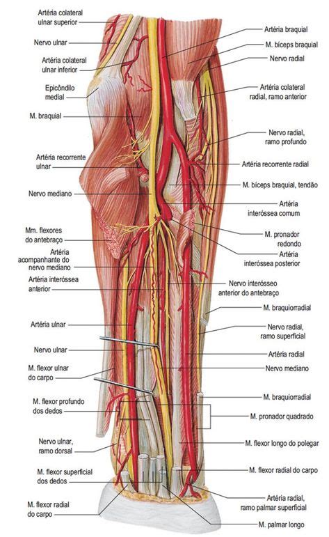 Pin Em Anatomia Humana