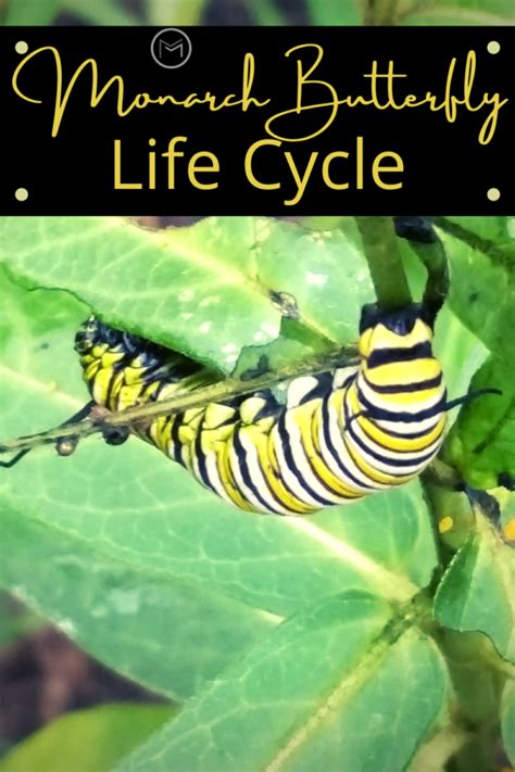 monarch butterfly life cycle mother 2 mother blog
