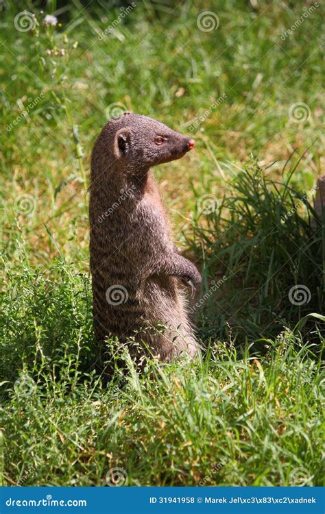 Banded Mongoose Stock Photo Image Of Mungos Mammal 31941958