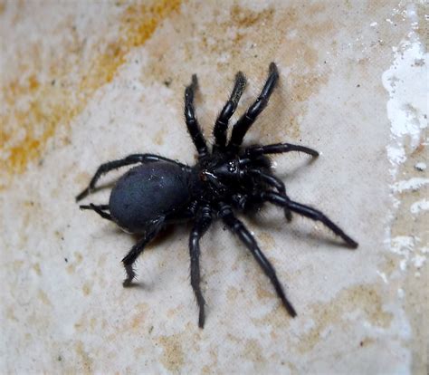 10 Most Venomous Spiders In Australia Travelearth 2022