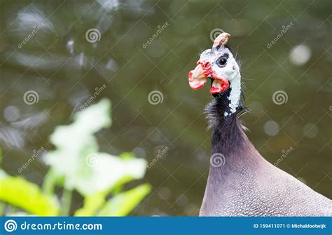 Guinea Fowl Bird Or Helmeted Guinea Fowl With White Spotted Feathers