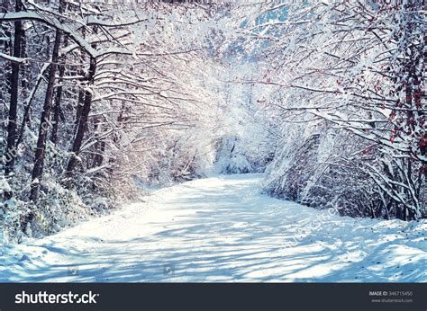 Scenic Winter Road Through Forest Covered In Snow After Snowfall Stock
