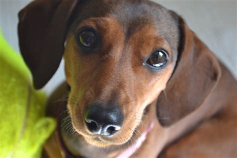 Inspirational happy birthday wishes and happy birthday quotes. Dachshund Nola: Happy Birthday, Sweetie!