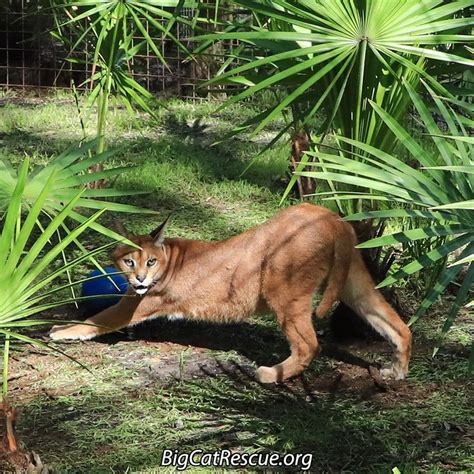 Important Facts About Caracal Pet You Need To Know Big Cat Rescue