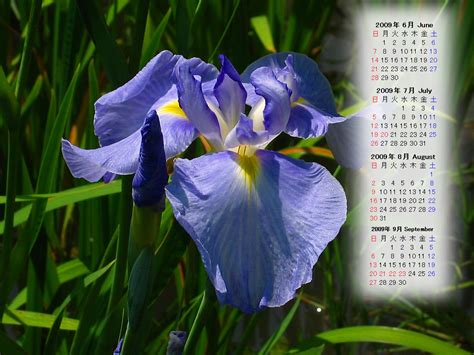 無料壁紙カレンダー花菖蒲 兵庫と神戸の写真ブログ