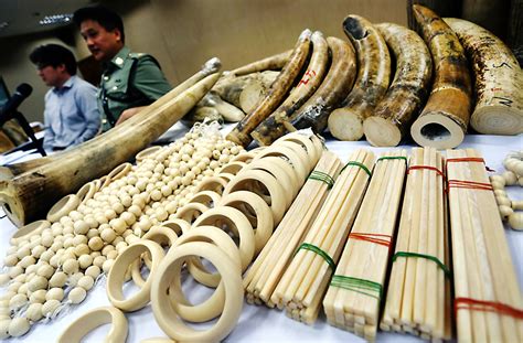 Huge Haul Of Blood Stained Ivory Found In 32 Suitcases At Hong Kong