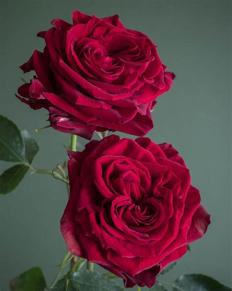 Home Rose Varieties Red Roses Rose