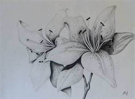 Pencil Drawings Of Tiger Lilies