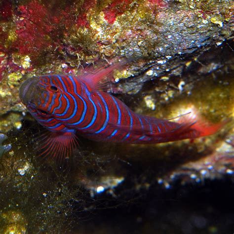 Coldwater Catalina Gobies