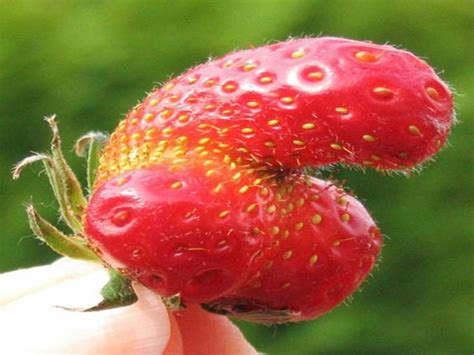 10 Best Sexual Fruits Images On Pinterest Fruit Mother Nature And 30