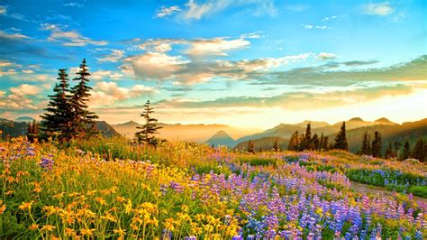 Meadow Of Flowers And Grass Wallpaper Maxipx