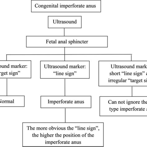 A Imperforate Anus B Low Type Imperforate Anus The Structure Of