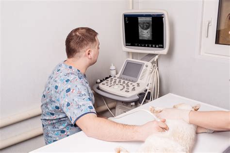Pros Of Using Ultrasound In Veterinary Practice National Ultrasound