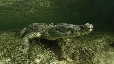 krokodil - DuikeninBeeld